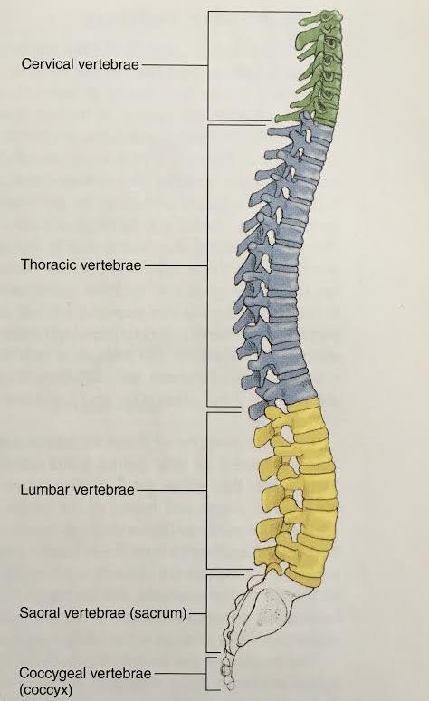 series of curves: the cervical and lumbar regions are curved such that they are concave to the back,