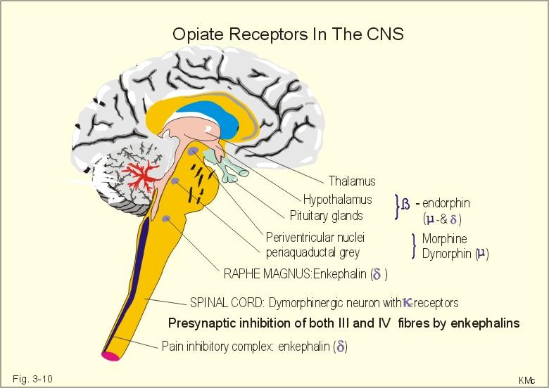 3 Opioid receptor classes Mu: supraspinal analgesia (µ1), euphoria, resp depression (µ2), physical dependence, miosis,