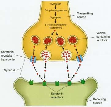 Central nervous system Immature neuromuscular transmission Amount of Acetylcholine is limited Train of 4 :