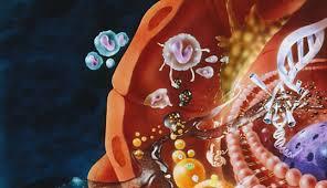 Liver: immature Metabolism Lower plasma-lipid fraction: lipid binding