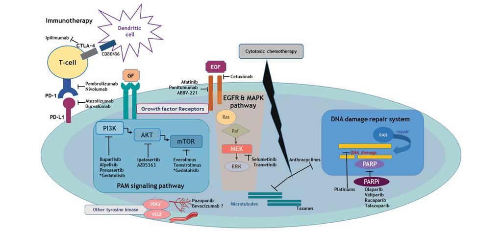 Signalling pathways and involved entities that are unravelling experimental therapeutic targets for TNBC.