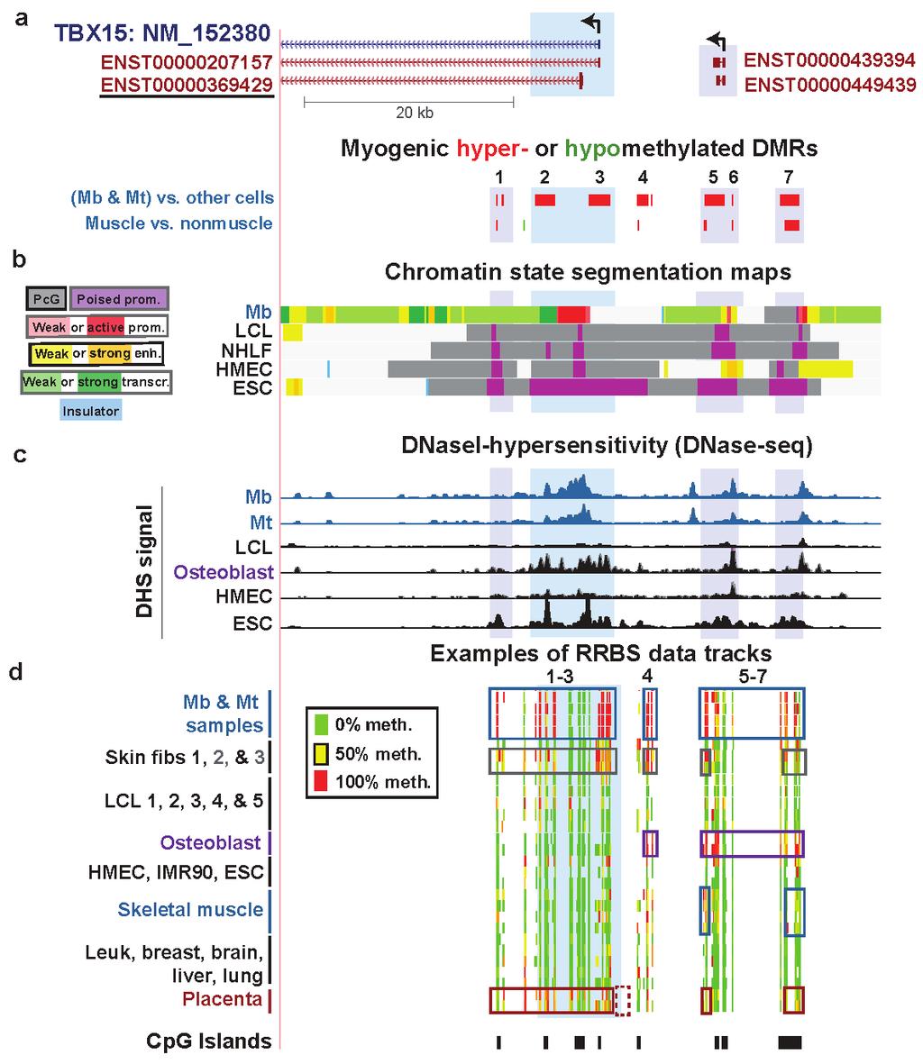 Biology 2014, 3 438 Figure 4. Association of hypermethylated myogenic DMRs with boundaries of active promoter-like chromatin in TBX15 and further upstream.