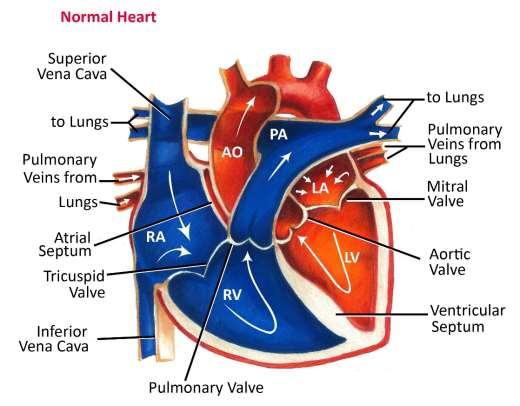 Atrial Fibrillaton How does the heart work? The heart is the organ responsible for pumping blood to and from all tissues of the body. The heart is divided into right and left sides.