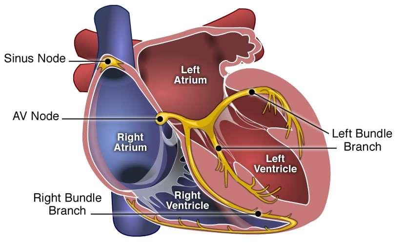 The heart muscles contract after they are stimulated by an electrical impulse.