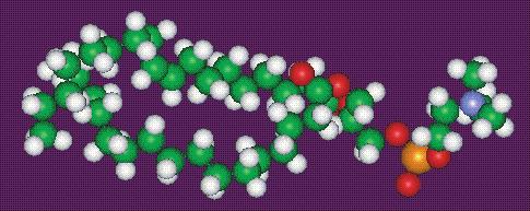 Glycerol Phosphatidylcholine (PC) Fatty acid C O CH 2 O C O CH O O CH 2 O P O CH 2 O _ Phosphate Choline CH 3 CH 2 N + CH 3 CH 3 Hydrophobic tail Polar head group Figure 1.