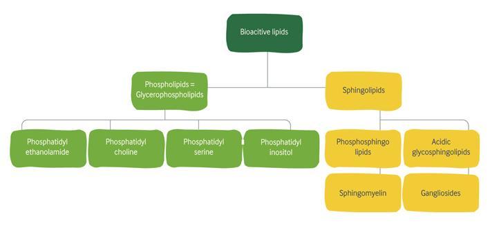 Phospholipids (PL) - bioactive and fundamental for life Phospholipids