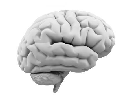 processes Sphingomyelin (SM) [11% brain PL] contributes to