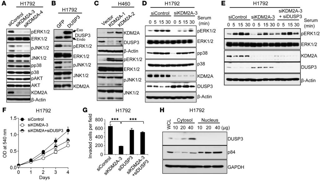 Figure 6 The transcriptional repression of DUSP3 by KDM2A reduces DUSP3-catalyzed dephosphorylation of ERK1/2 and contributes to the proliferation and invasiveness of NSCLC cells.