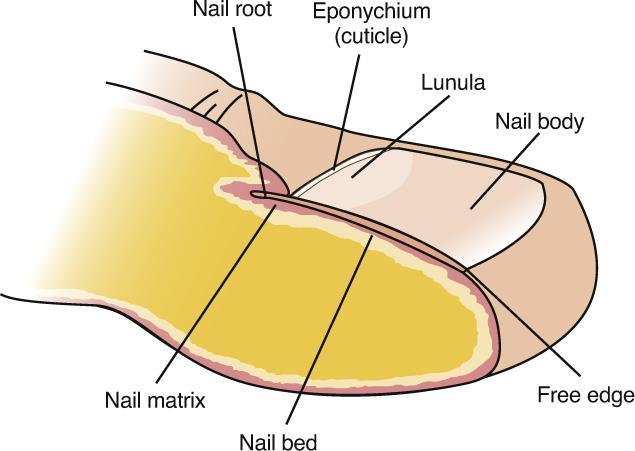 Hair Nails Sebaceous (oil) glands Sweat glands