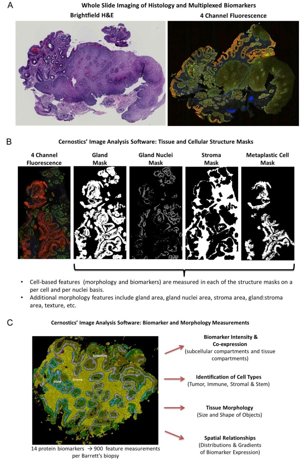 Figure 1. Figure 1. Summary of Cernostics Image Analysis Tools Developed and/or Modified During this Project Period.