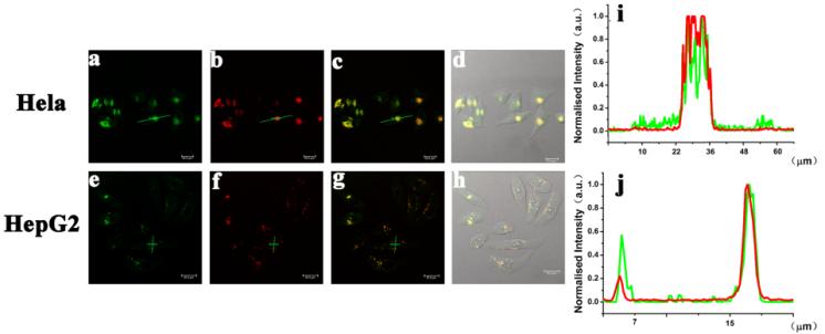 Cytotoxicity and Cells Imaging Figure S6 Cytotoxicity of Rh-SA2 on Hela and HepG2 cells.