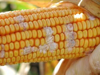 MYCOTOXINS COMMONLY FOUND IN IOWA The purpose of this paper is to provide information about mycotoxins commonly found in Iowa, including their sources, conditions favoring production, health effects,