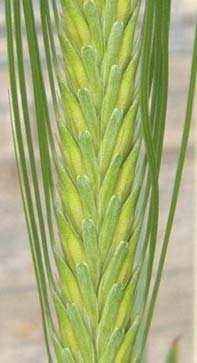 Fungicides Application Against Fusarium Head Blight in Wheat and Barley for Ensuring Food Safety 147 usually occurs at or a few days after full heading, fungicide application for FHB has been