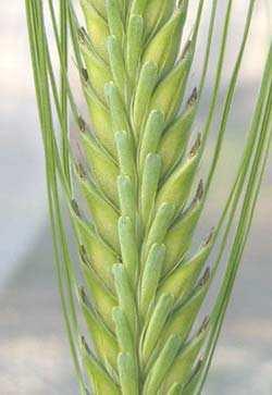 While wheat is generally chasmogamous (open-flowering type) and extrudes anthers at anthesis, barley has two flowering types: chasmogamous and cleistogamous (closedflowering type).