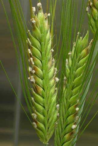 Effect of infection timing on Fusarium head blight and mycotoxin accumulation in barley Thirteen barley cultivars (nine two-rowed and four six-rowed cultivars shown in Fig.