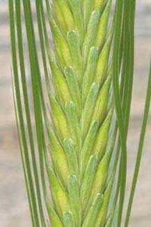 stages in cleistogamous barley. In conclusion, spent anther extrusion has not been given adequate attention thus far and is poorly documented worldwide.