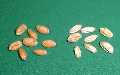 140 Fungicides (Fig.1c). These kernels are sometimes called tombstones because of their chalky, lifeless appearance.