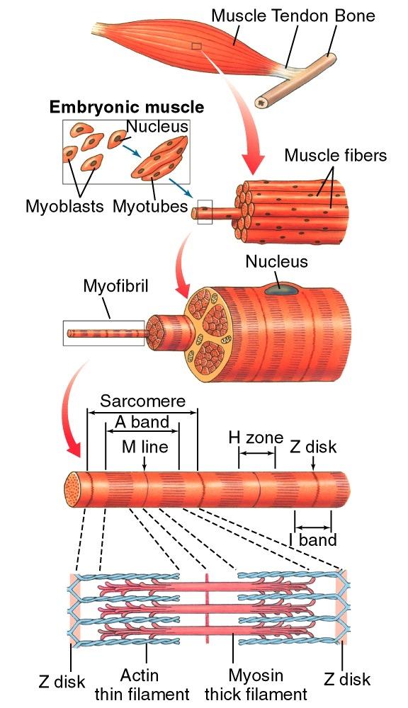 Skeletal Muscle Structure/Organization Muscle Fibers Long, cylindrical, multinucleate Myofibrils Sarcomeres Sarcomere The functional