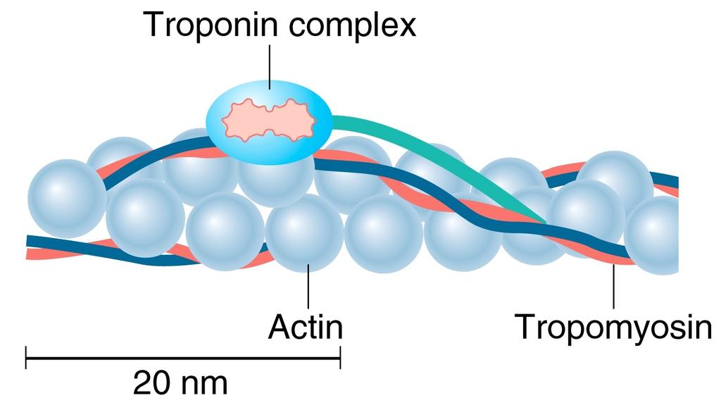 Troponin & Tropomyosin Tropomyosin (filamentous protein) Troponin Complex (3 protein