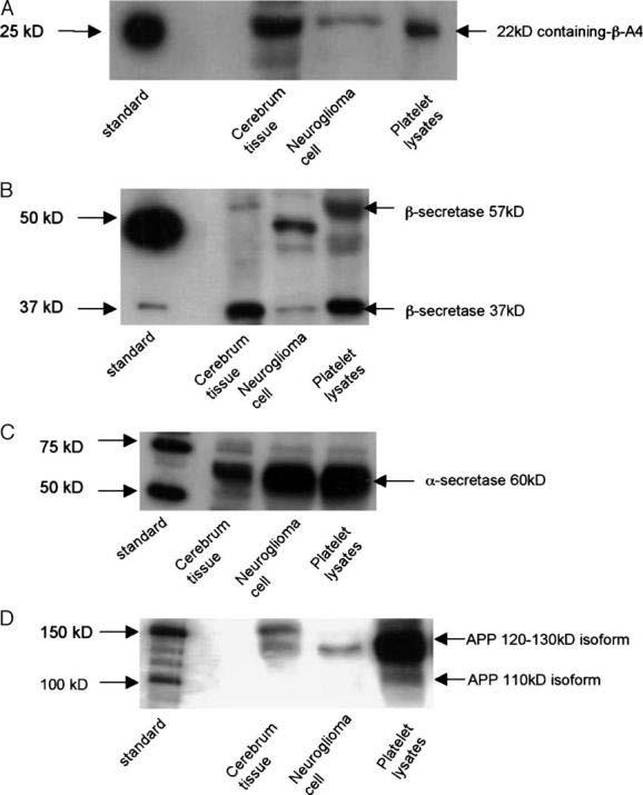 Platelet Amyloid Precursor Protein Processing: A Bio-marker For Alzheimer's Disease K. Tang, et al.