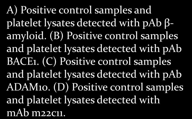(B) Positive control samples and platelet lysates detected with pab BACE1.