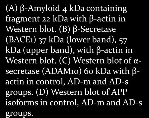 (B) β-secretase (BACE1) 37 kda (lower band), 57 kda (upper band), with β-actin in Western blot.