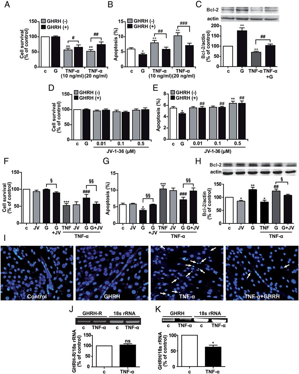 doi: 10.1210/EN.2015-1098 press.endocrine.org/journal/endo 3245 Figure 3. GHRH survival and antiapoptotic effects in C2C12 myotubes treated with TNF-.