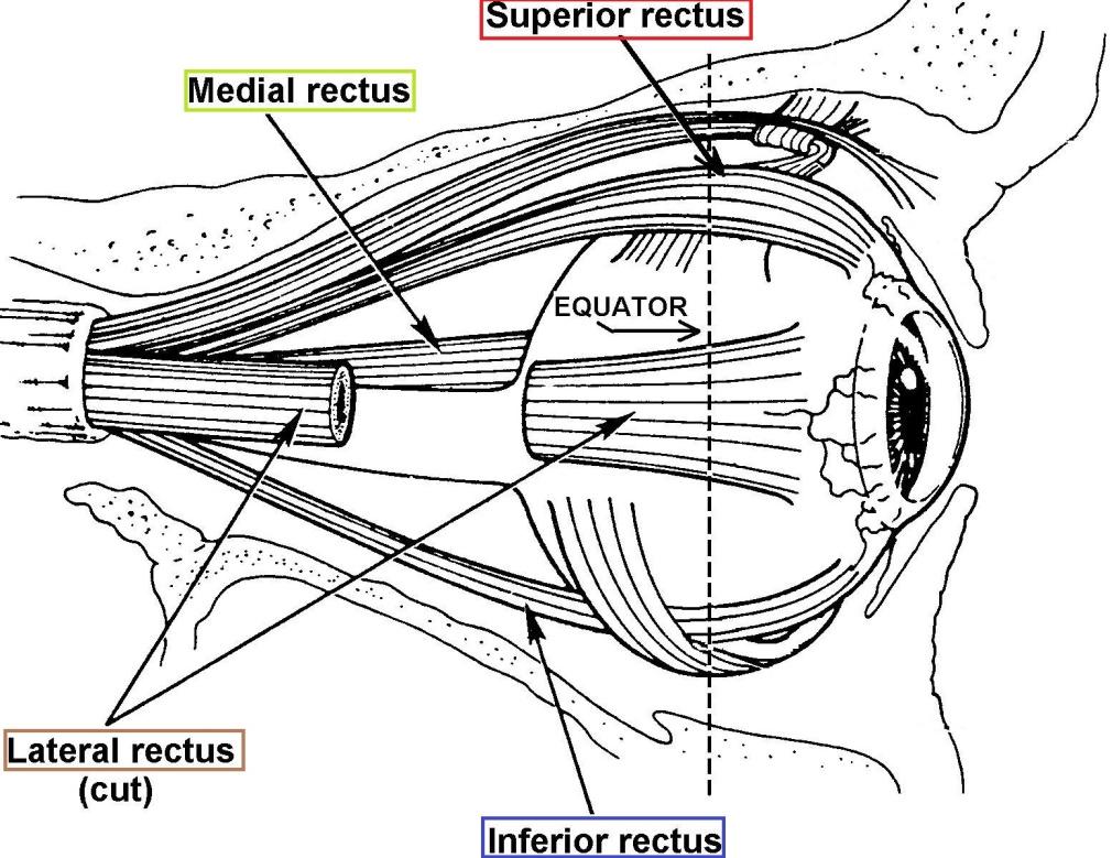 ) Rectus Muscles There are four Rectus muscles for each eye: Lateral Rectus (LR), Medial Rectus (MR), Superior Rectus (SR), &