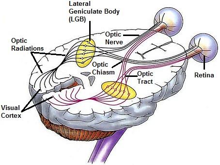 look superiorly (Elevation) and across the nose (extorsion) EXTRAOCULAR MUSCLES (cont.) ExtraOcular Muscles (EOMs) are innervated by cranial nerves (nerves make the muscles work!