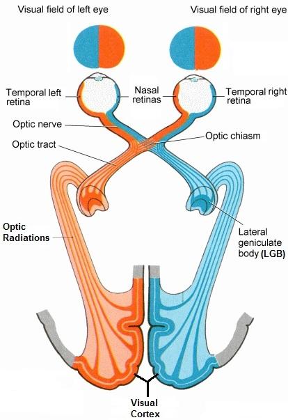 The Visual Pathway: AFFERENT The visual pathway is carrying an afferent message to the brain: 1. RETINA 2. OPTIC NERVE (II Cranial Nerve) 3. OPTIC CHIASM ( chiasm = crossing ) 4.