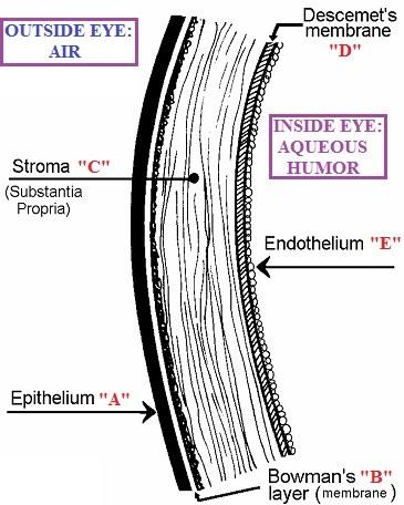 Fibrous Tunic: Cornea Anterior 1/6 th of the fibrous tunic Clear; Avascular; approx. +40.00D power 5 layers: Just remember ABCs Epithelium ( A pithelium?) Bowman's Membrane Stroma ( C troma?