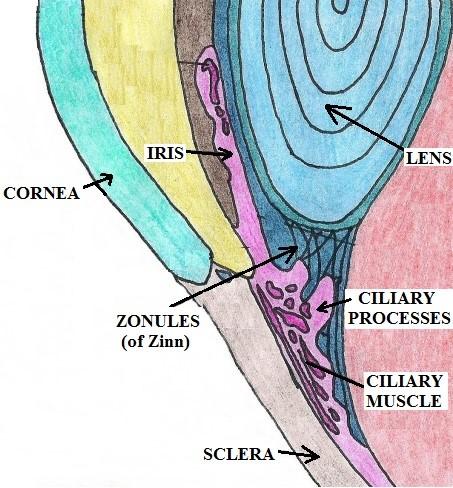 UVEAL TRACT (cont.): Ciliary Body Located just behind the iris, at its base UVEAL TRACT (cont.