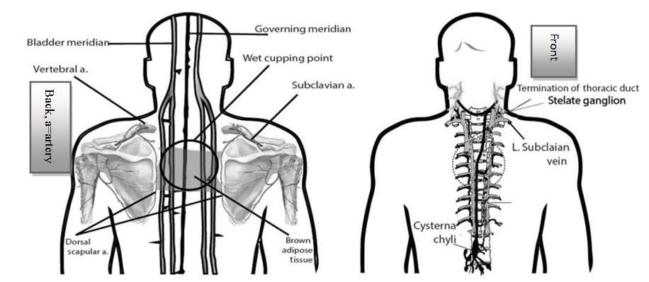 Fig. 1. Cupping points (Sunnah points) adapted from [28] Fig. 2. The anatomical features of the interscapular area with blood supply used in wetcupping adapted from [33] 3.