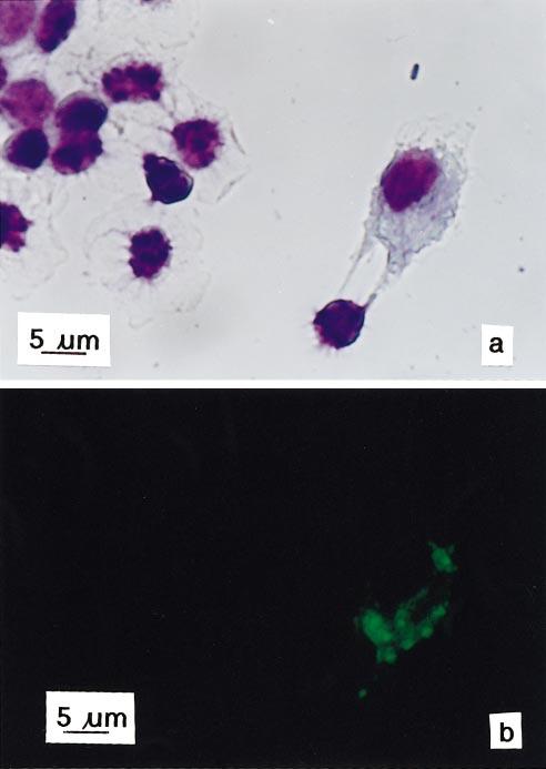 166 Law et al. FIG. 2. The effects of cortisol (0 0.1 mm) and incubation time (0 8 h) on the phagocytosis index (%) in tilapia leukocytes. Values represent means SEM.