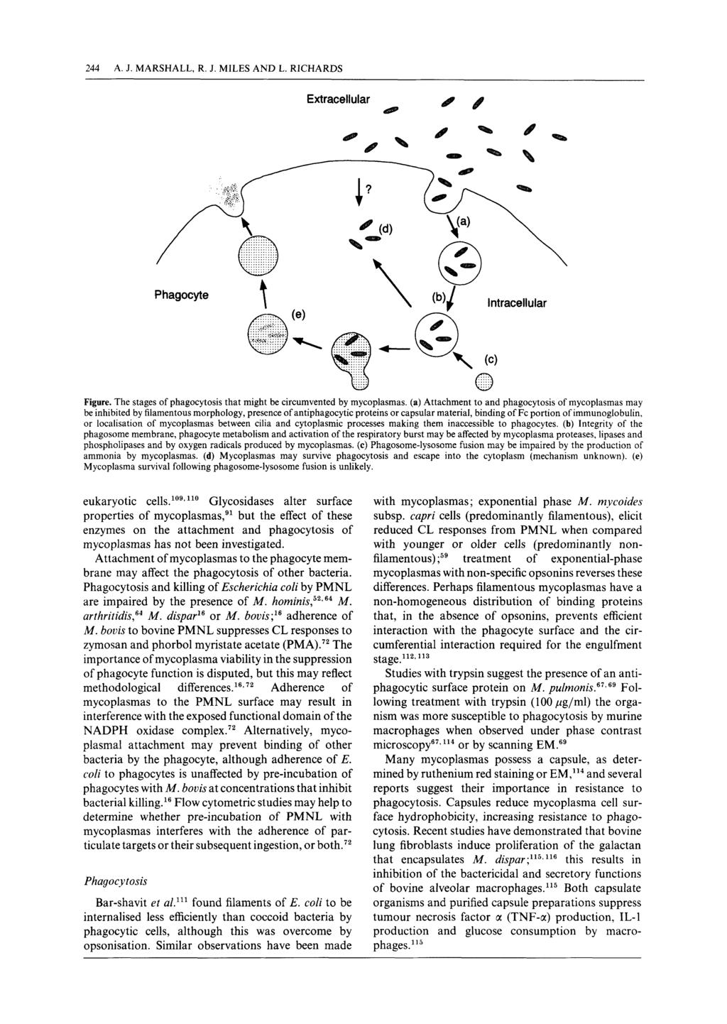 244 A. J. MARSHALL, R. J. MILES AND L. RICHARDS Extracellular / Phagocyte...... U... t \ \"I& lntracellular \ Figure. The stages of phagocytosis that might be circumvented by mycoplasmas.