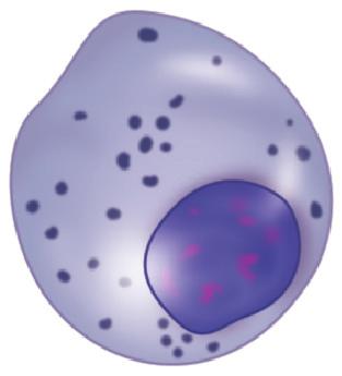 metamyelocyte Neutrophil Fig. 10.