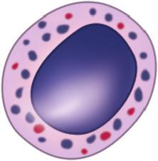 10.5 Monopoiesis Cell Nucleus Cytoplasm Monoblast Mitoses