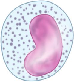 Indented/kidney shaped Pale basophilic Many granules
