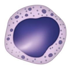 which is clearly seen as becoming a neutrophil,