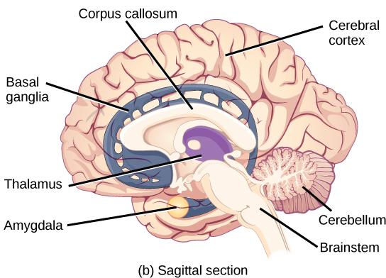 These illustrations show the (a) coronal and (b) sagittal sections of the human brain. In other surgeries to treat severe epilepsy, the corpus callosum is cut instead of removing an entire hemisphere.
