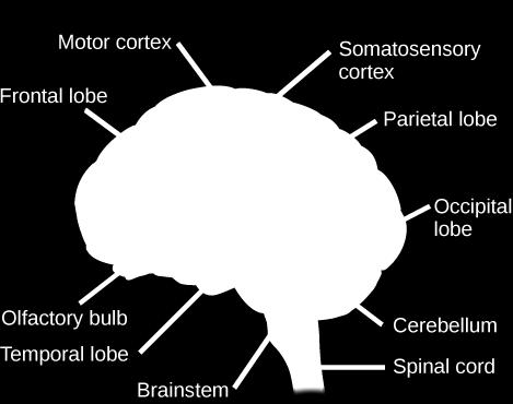 [link] illustrates these four lobes of the human cerebral cortex. The human cerebral cortex includes the frontal, parietal, temporal, and occipital lobes.