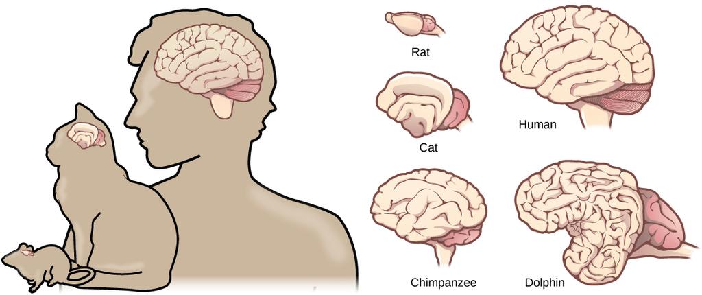 Mammals have larger brain-to-body ratios than other vertebrates. Within mammals, increased cortical folding and surface area is correlated with complex behavior.