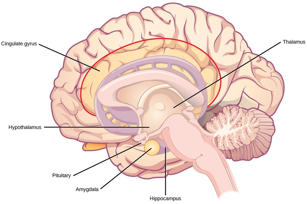 The limbic system regulates emotion and other behaviors.