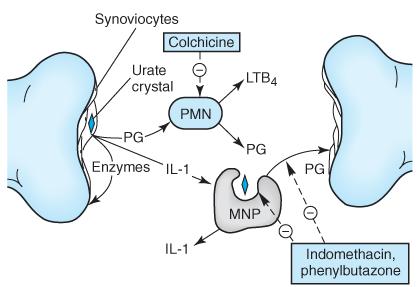 inflammatory mediators, which attract and activate polymorphonuclear leukocytes (PMN) and mononuclear phagocytes (MNP)