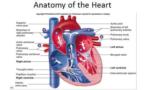 Please review the above anatomy of the heart.