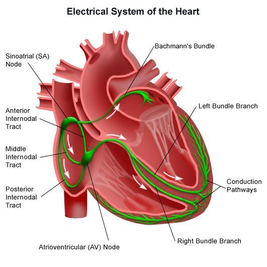 Cardiac Electrical Conduction Sinus Atrial (SA) Node; High in the R atrium. Pacemaker of the heart. Rate of automaticity @ 60-100bpm Atrio-Ventricular (AV) Node; low R atrium near the Tricuspid valve.
