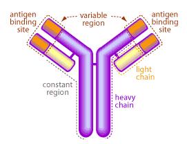 Antibodies Immunoglobulin Produced by plasma cells in the immune system
