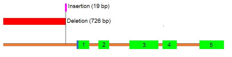 Figure 1. Model of fat-7 showing the tm326 deletion and insertion.