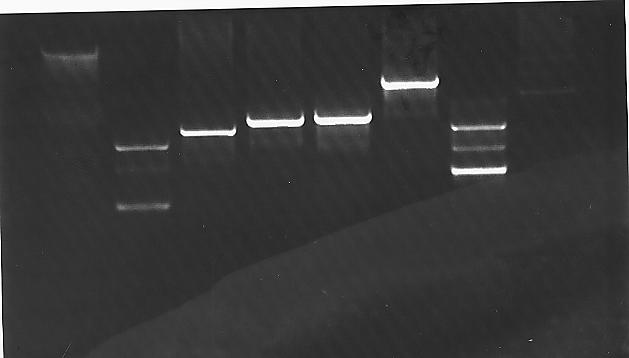 Gel showing the PCR products from six reactions as