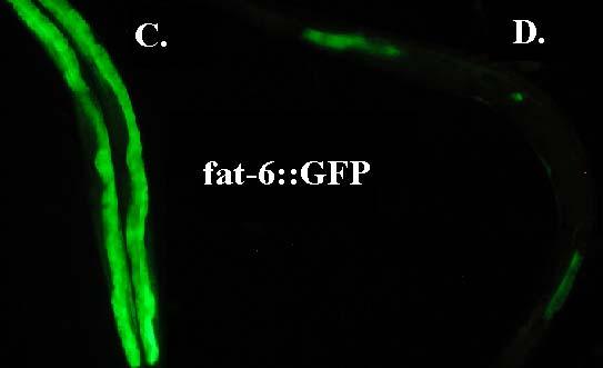 fat-7::gfp expressing worms grown on fat-7(rnai) bacteria. C.